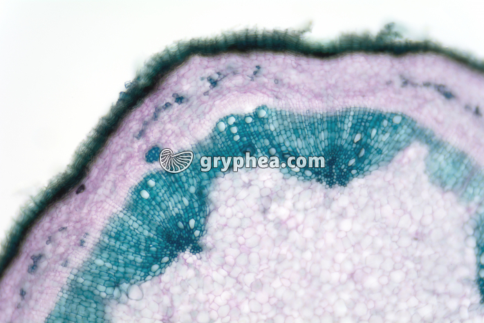 Tige de Chêne CT x25 - gryphea.com